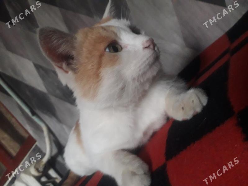 Отдаю котика в хорошие руки - Türkmenabat - img 2