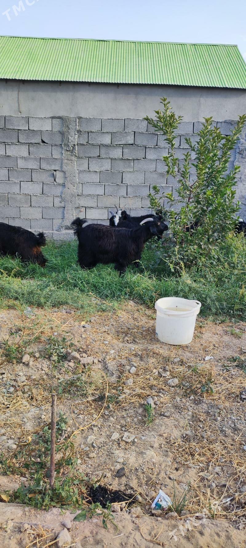 çebiş - Ялкым - img 4