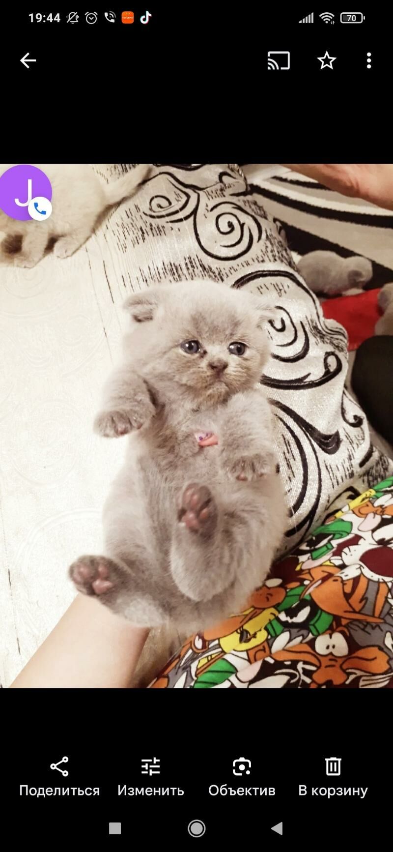 шотландских котята от привозны - Ашхабад - img 5