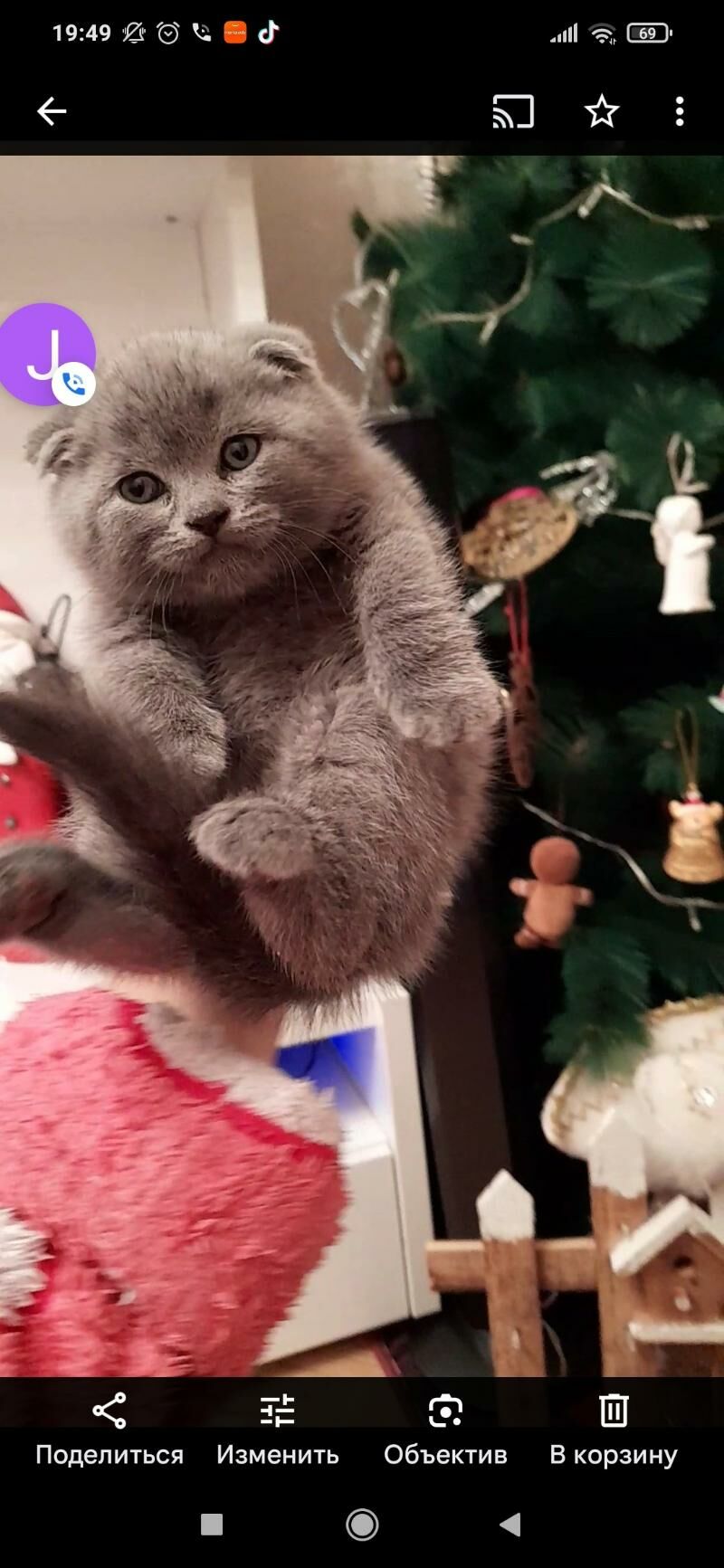 шотландских котята от привозны - Ашхабад - img 2