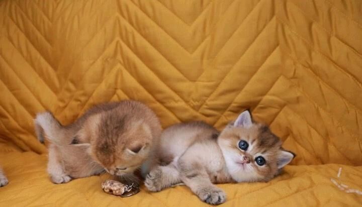 шотландских котята от привозны - Ашхабад - img 7