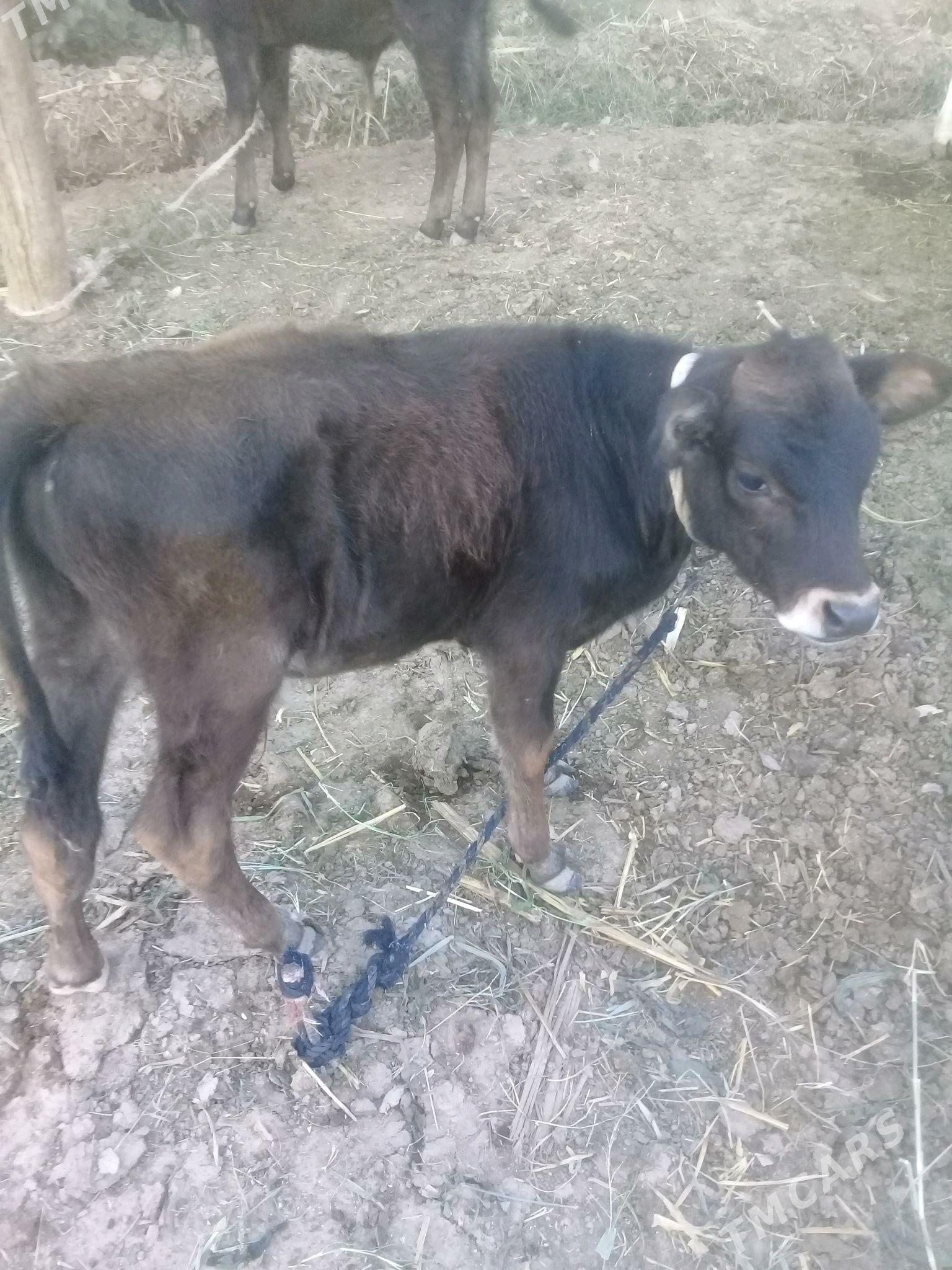 okuzce - Babadaýhan - img 1