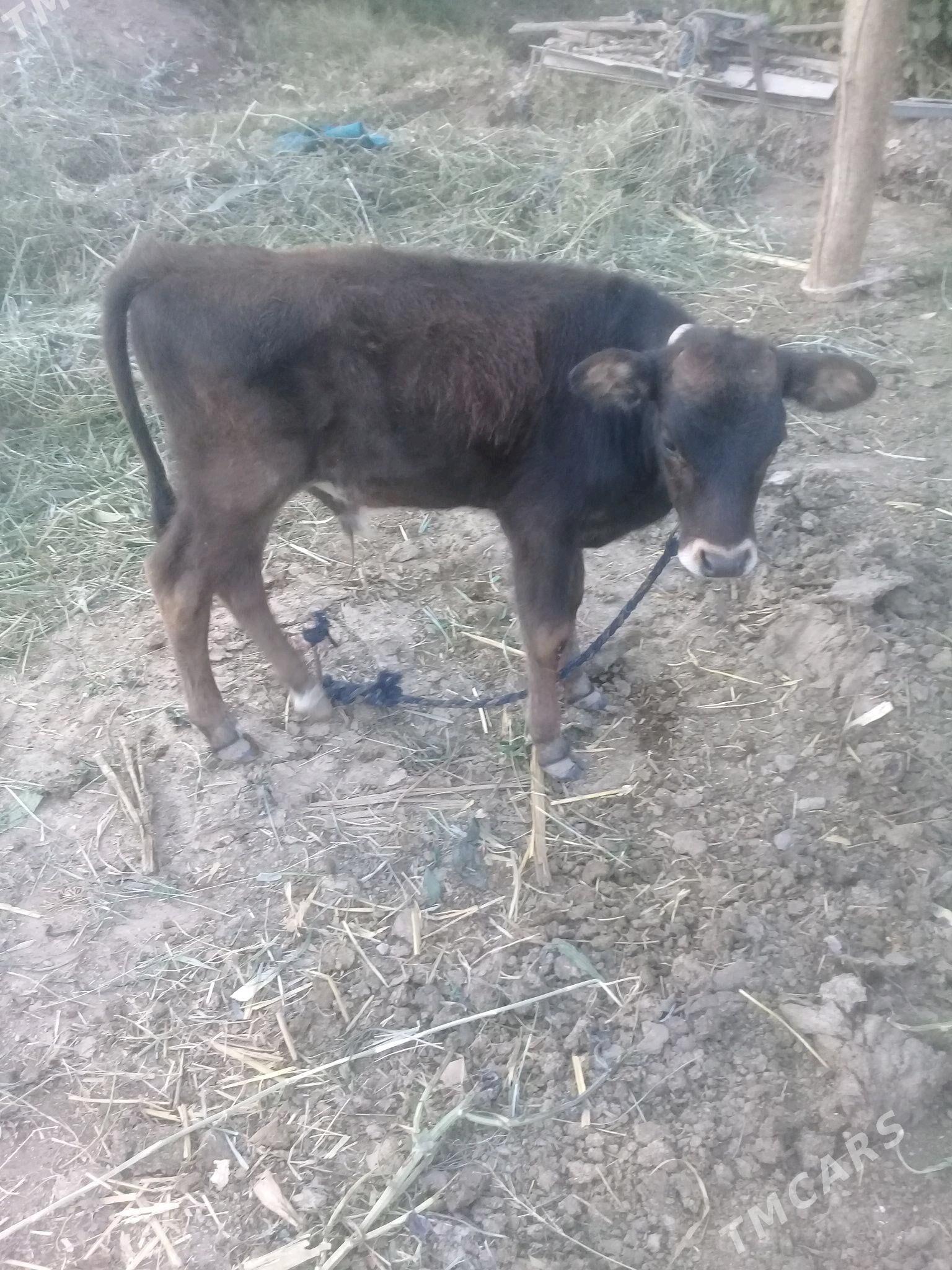 okuzce - Babadaýhan - img 2