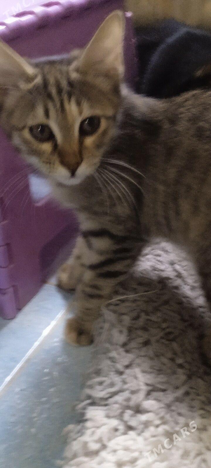 отдаю девочку - Aşgabat - img 2