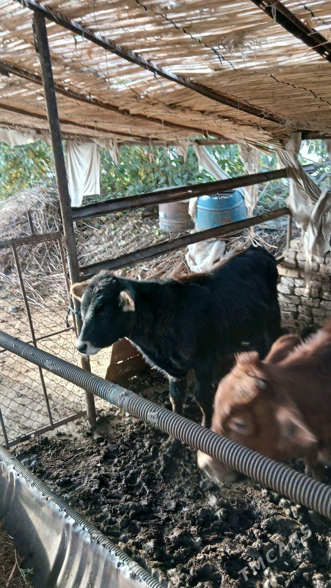 okuzce - Murgap - img 3
