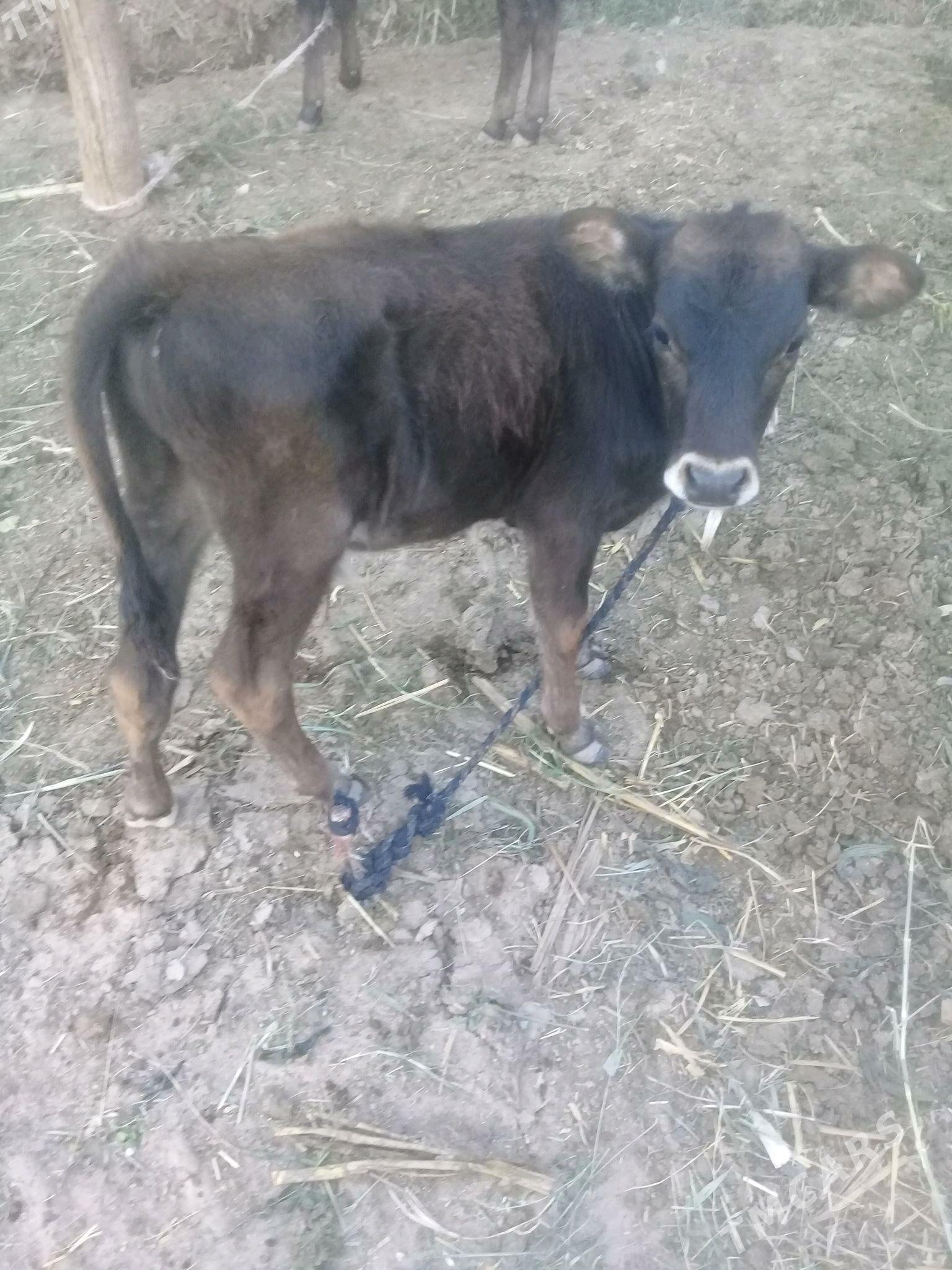 okuzce - Babadaýhan - img 3