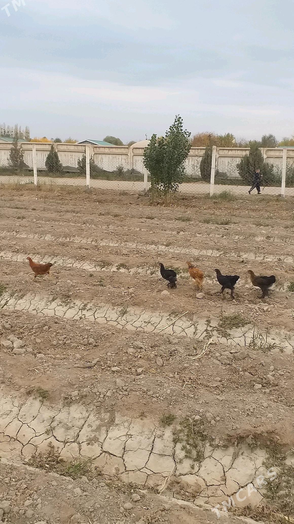 juje 3 aylyk - Köneürgenç - img 3