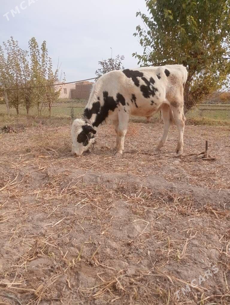 симитон - Şabat etr. - img 1