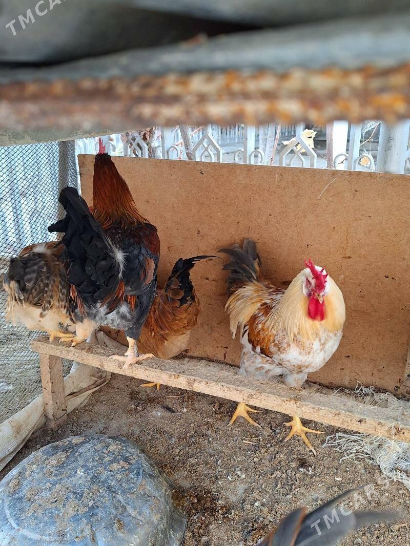 Horaz - Änew - img 3