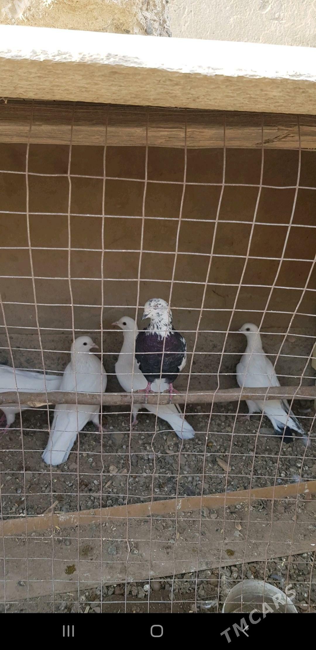 kepderi - Murgap - img 1