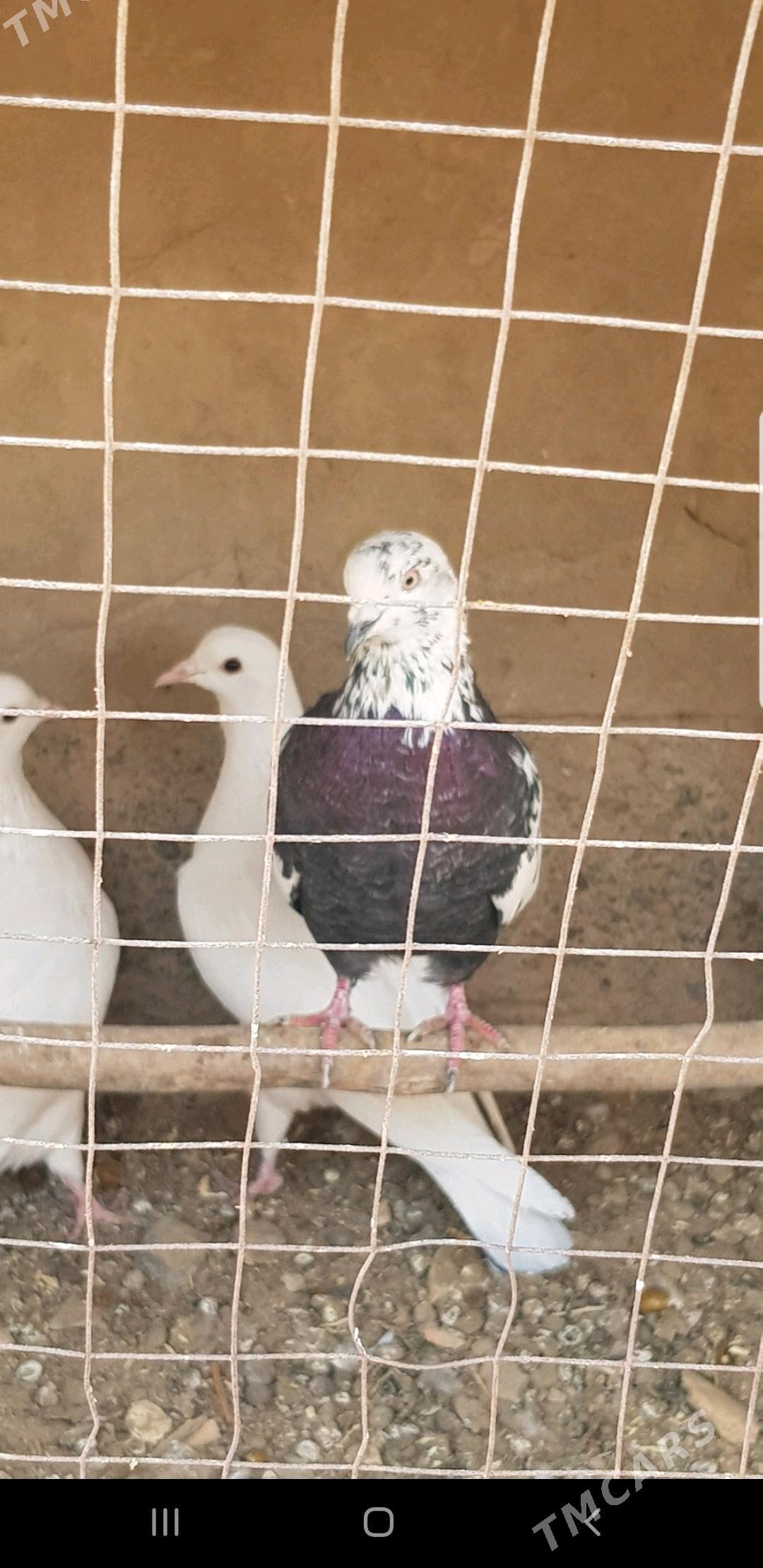 kepderi - Murgap - img 2