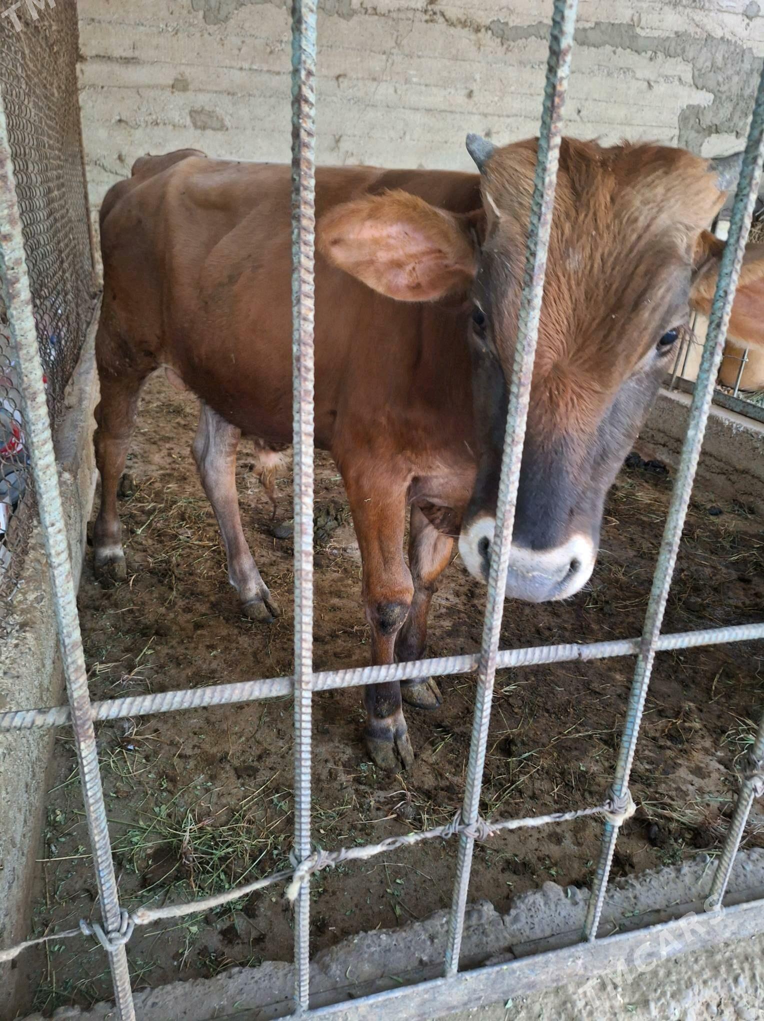 okuzce - Херрикгала - img 2