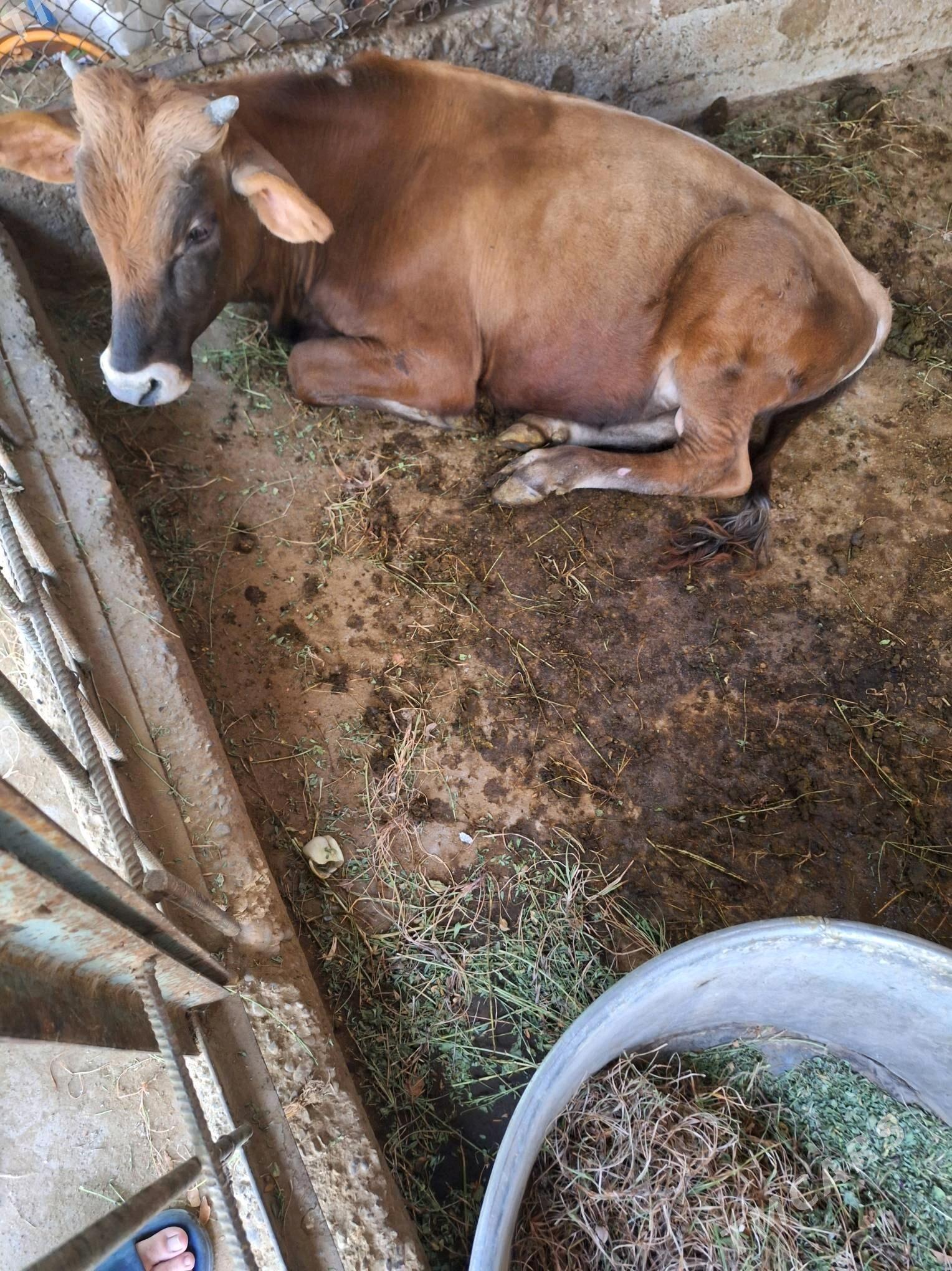 okuzce - Херрикгала - img 3