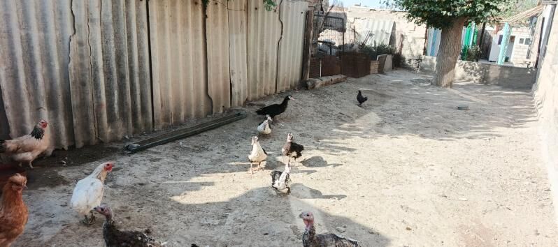 indautga - Гызыларбат - img 8