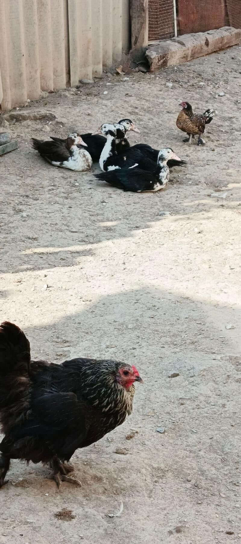 indautga - Гызыларбат - img 7