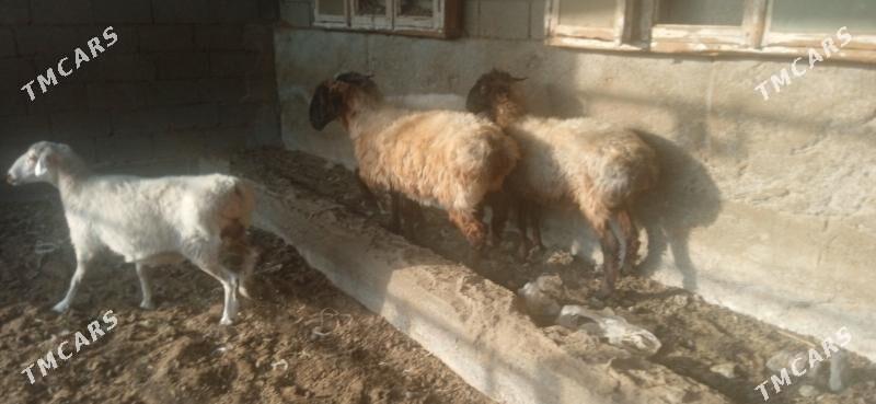 Bakylan işşek - Гёкдепе - img 1