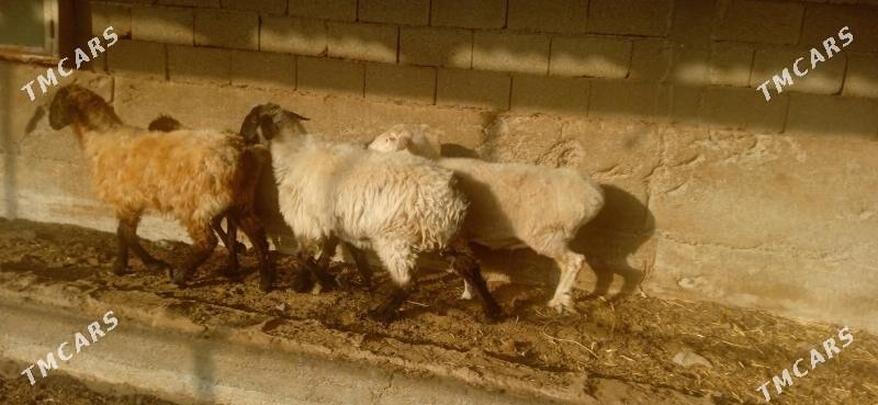 Bakylan işşek - Gökdepe - img 4
