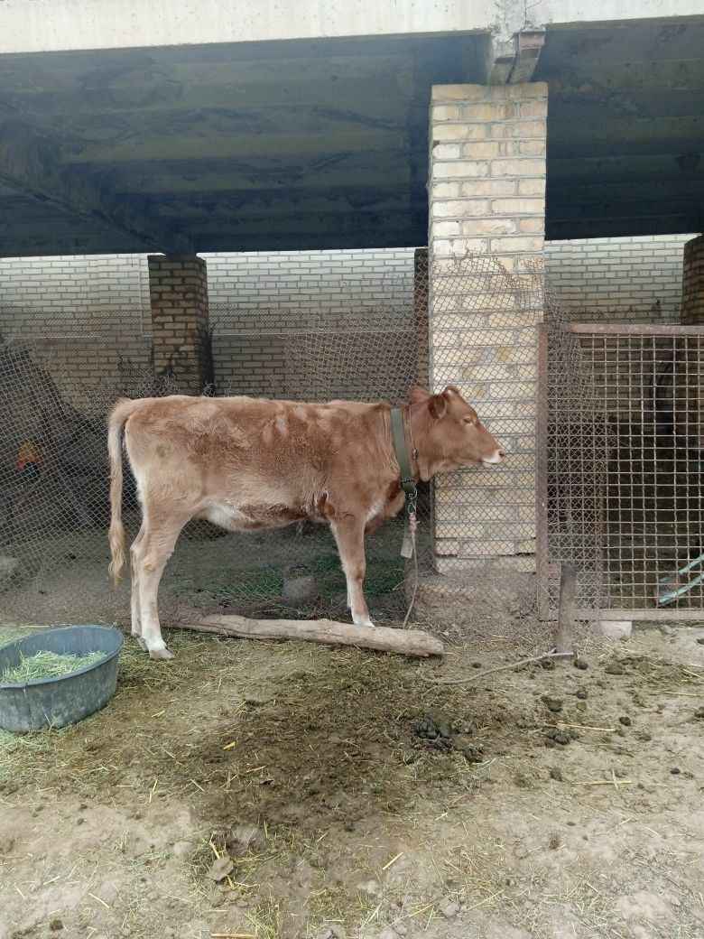 Uly göleli Sygyr - Baýramaly - img 4