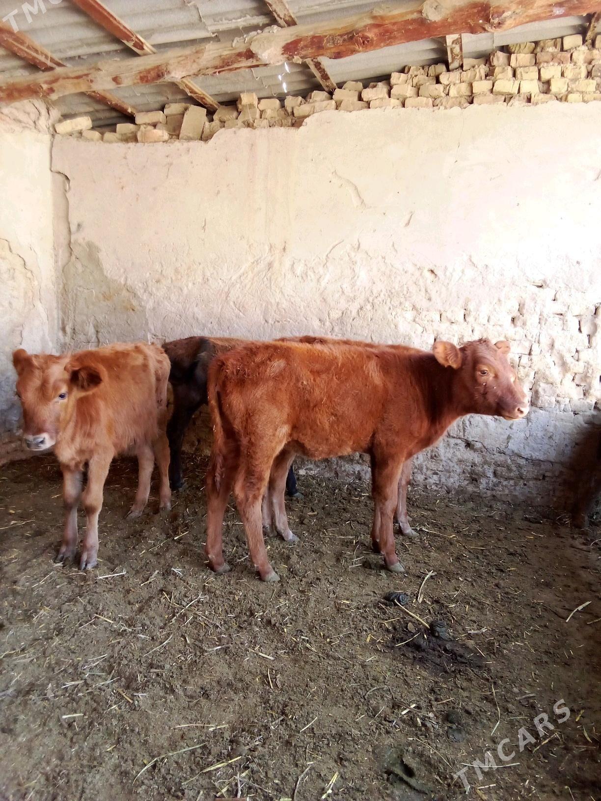 Göle - Mary - img 3