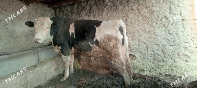 okuz ala sygyr - Бахарден - img 1