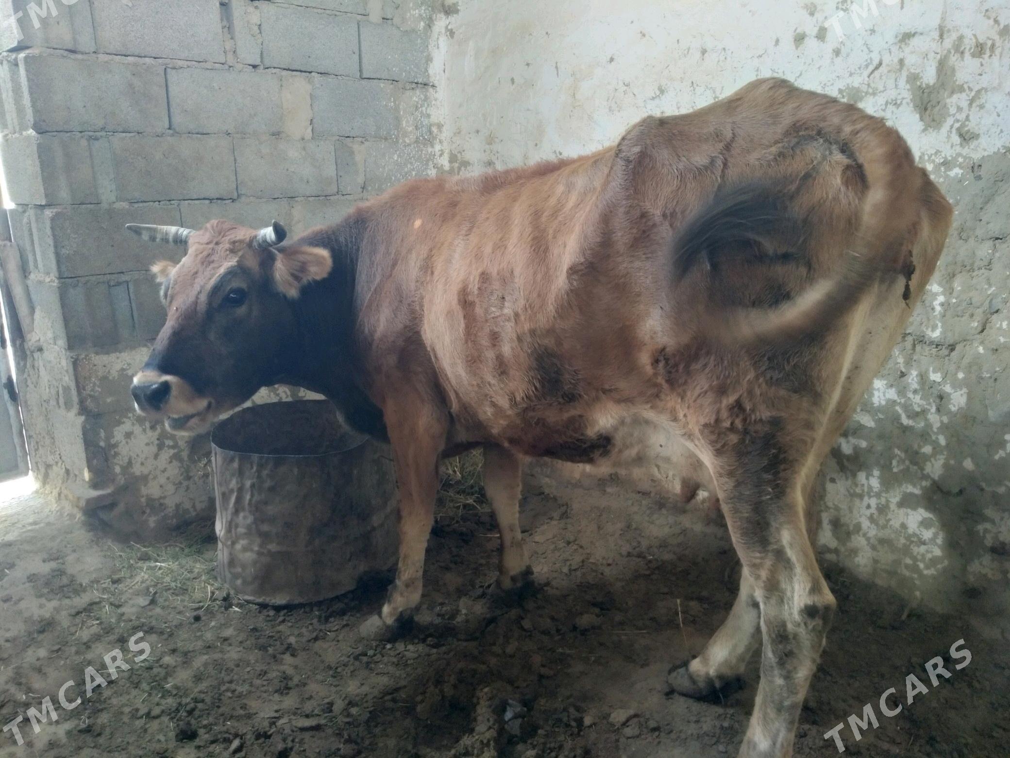 Sygyr - Gyzylarbat - img 1