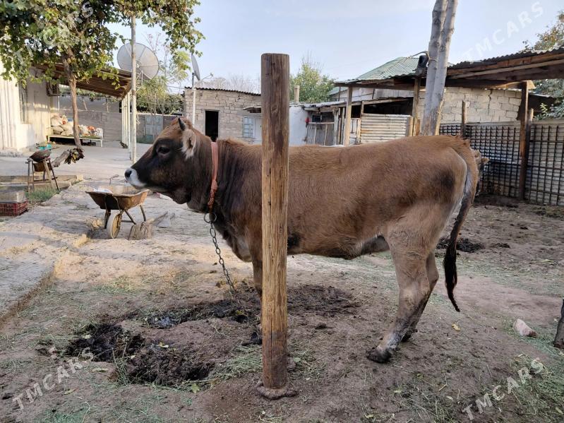 gole tuwe - Кëши - img 2