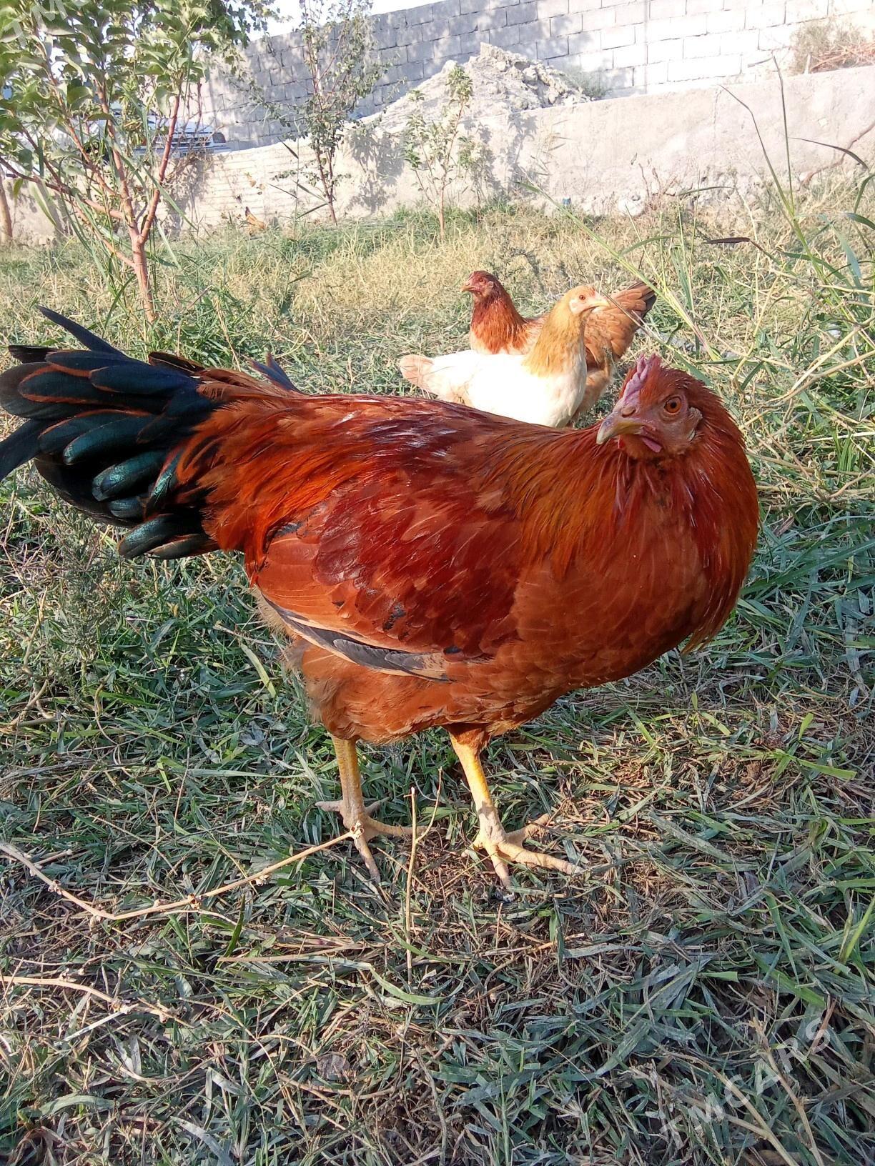 horaz - Bäherden - img 3