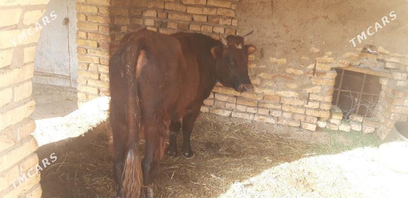 семиз окуз бн унажын - Çärjew - img 1