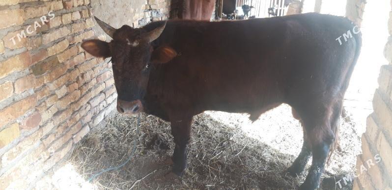 семиз окуз бн унажын - Çärjew - img 2