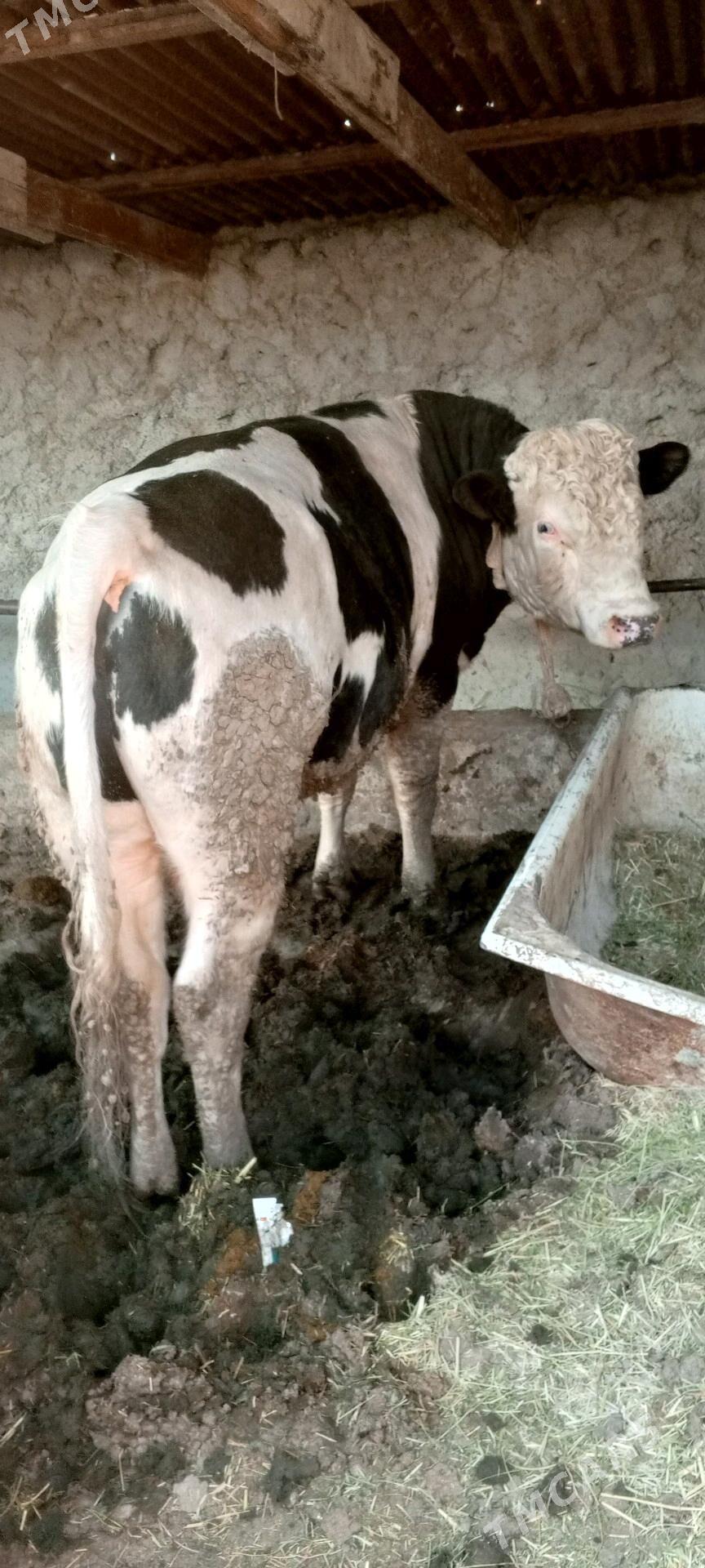 okuz ala sygyr - Бахарден - img 2