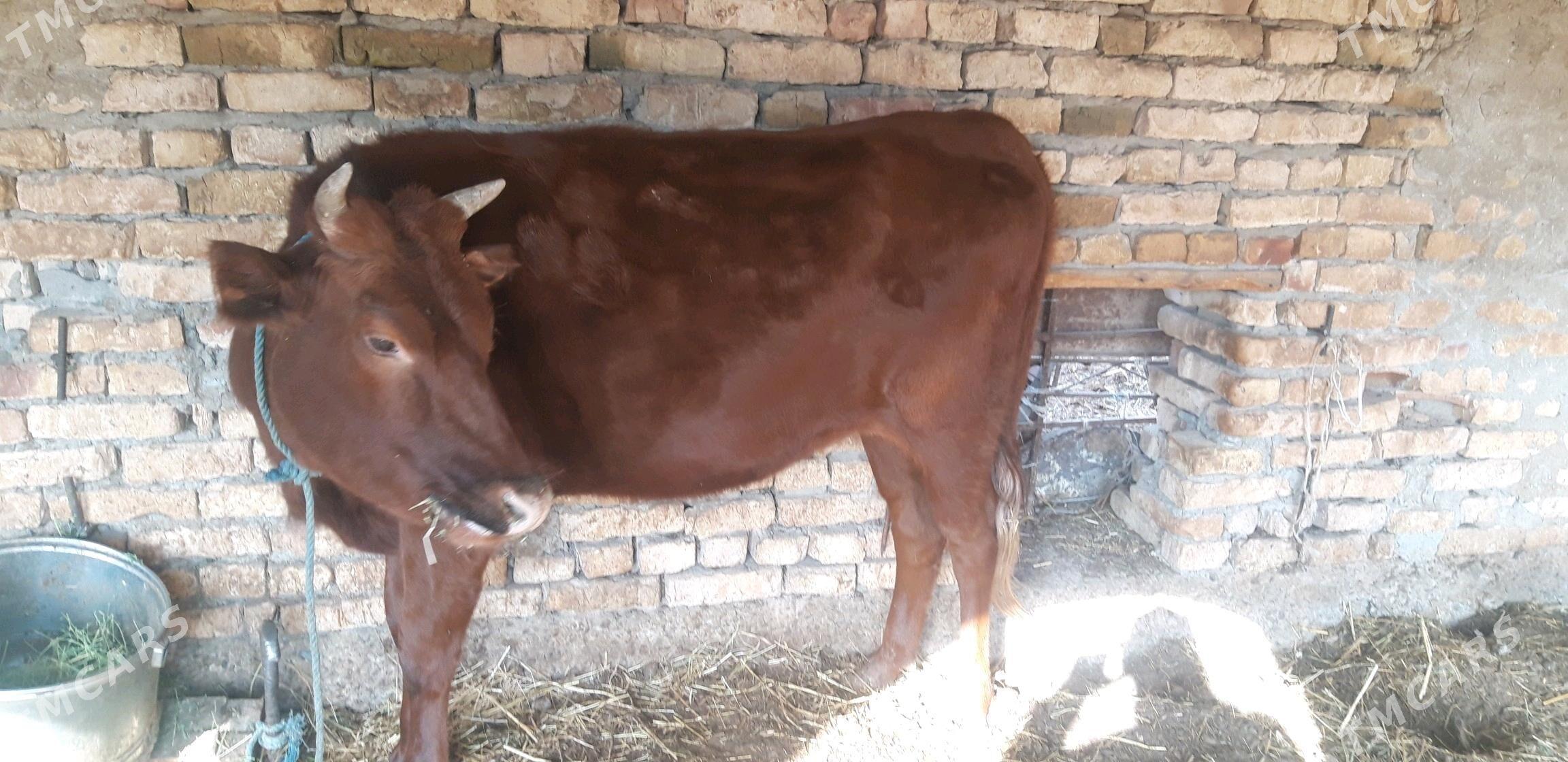 семиз окуз бн унажын - Çärjew - img 6