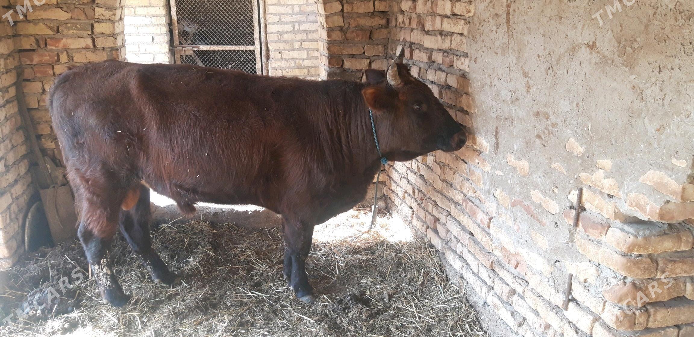 семиз окуз бн унажын - Çärjew - img 7