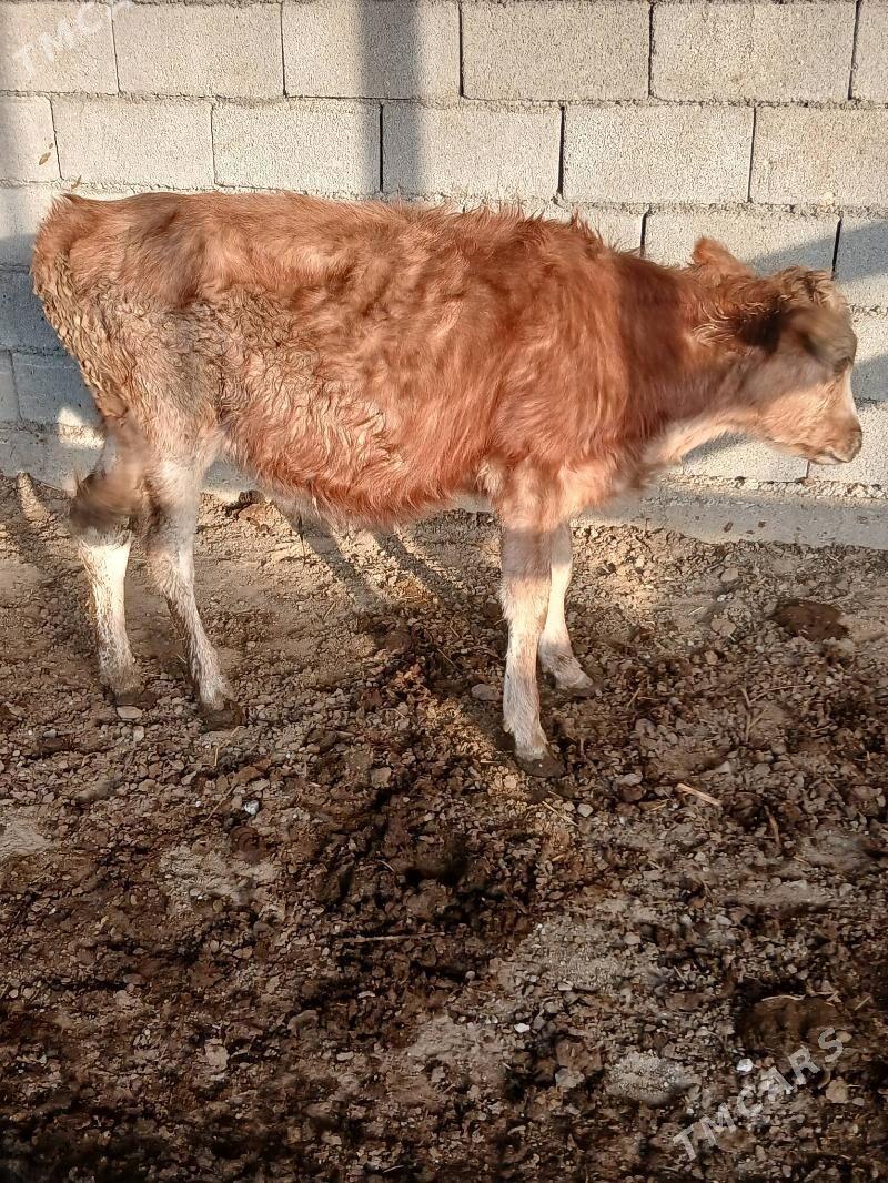 Göle - Gökdepe - img 3