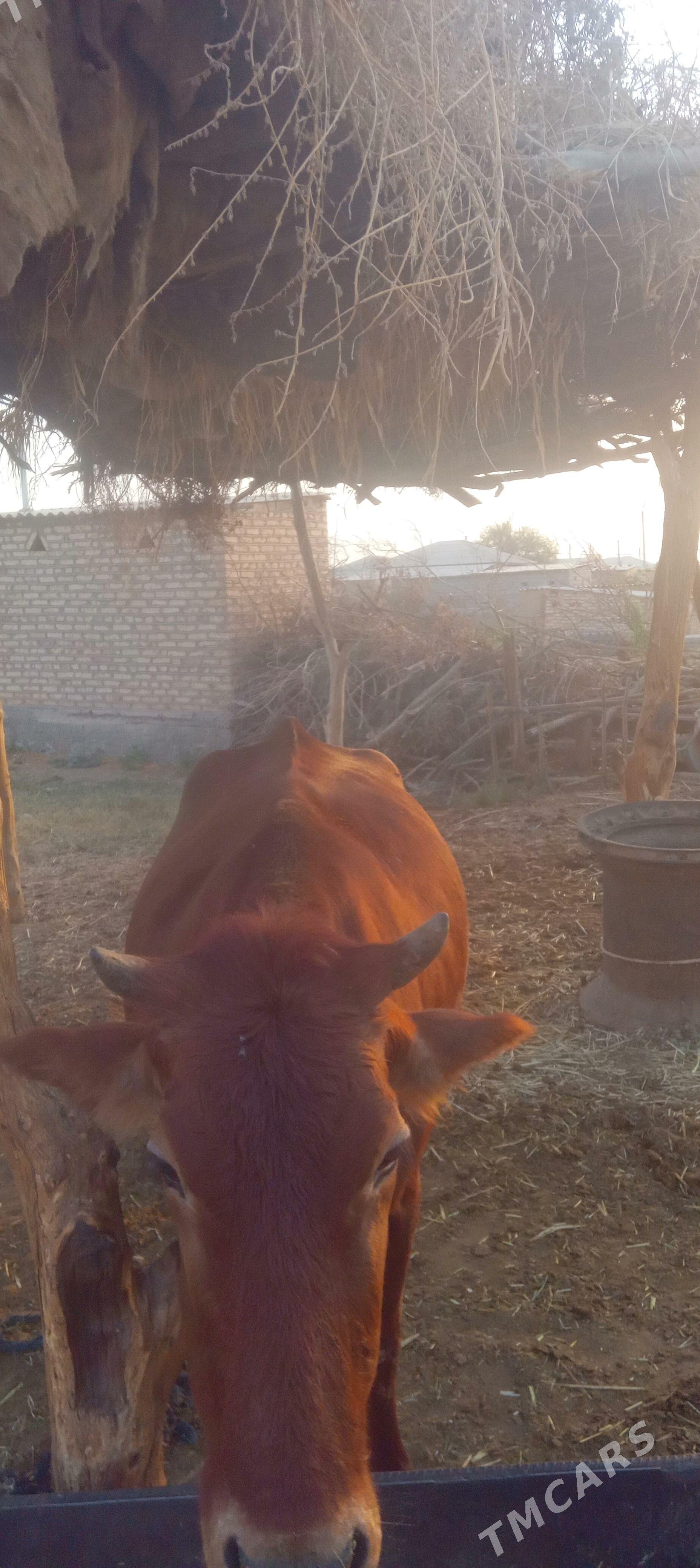 2 yasan tuwe bakylan 150 kile - Бабадайхан - img 1