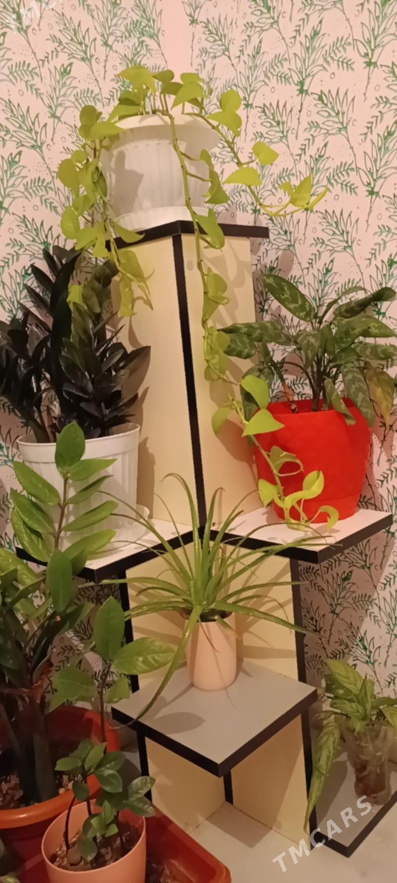 gul padstavka - Серахс - img 2