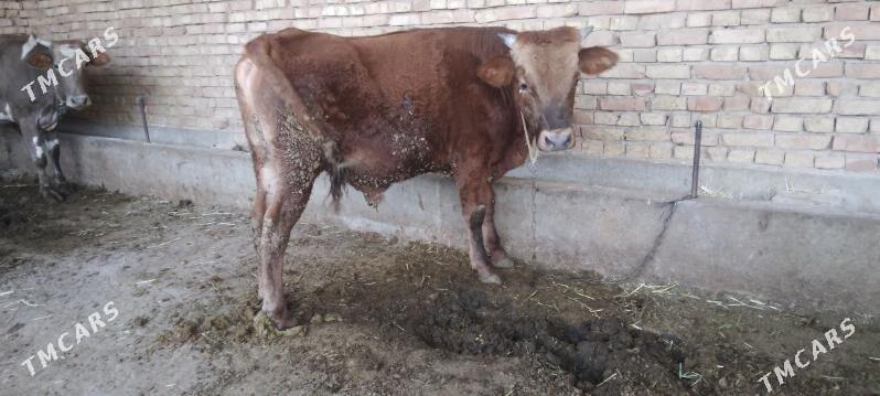 sygyr okuz - Kaka - img 1