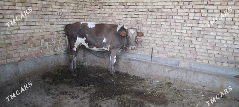 sygyr okuz - Кака - img 2