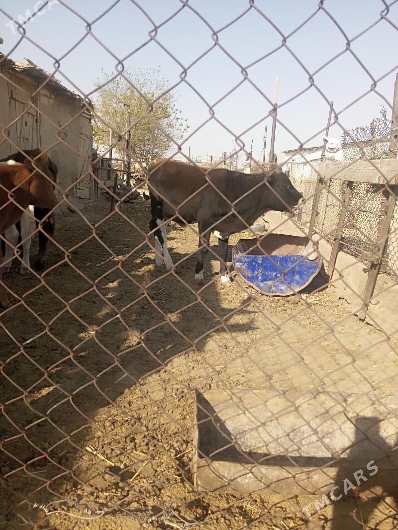 gole okuzce - Берекет - img 4