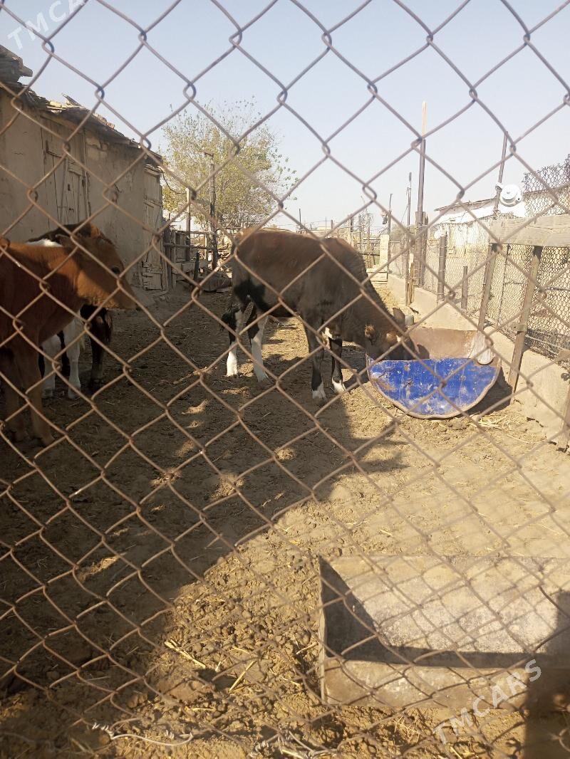 gole okuzce - Берекет - img 3