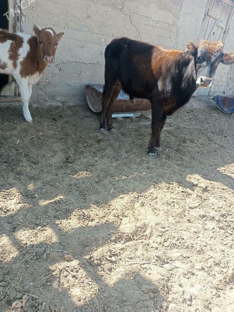 gole okuzce - Берекет - img 2