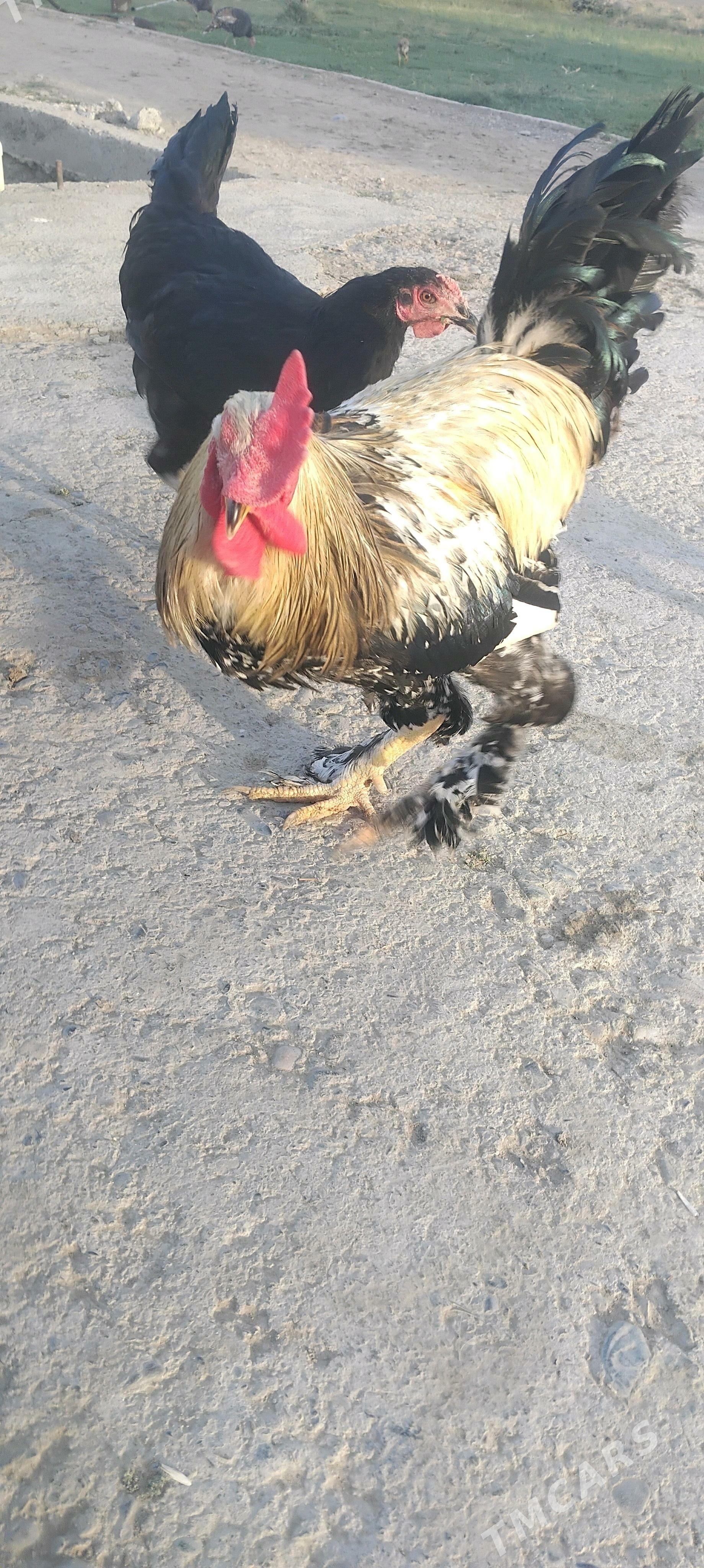 Paroda Horaz - Wekilbazar - img 1