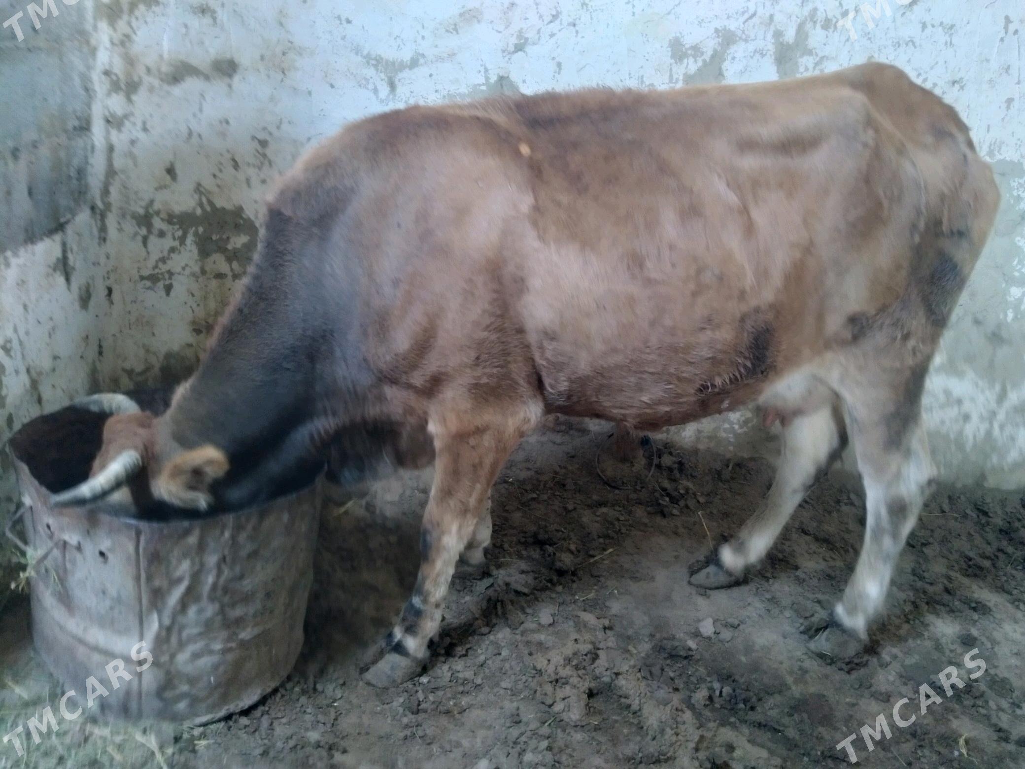 Sygyr - Gyzylarbat - img 3