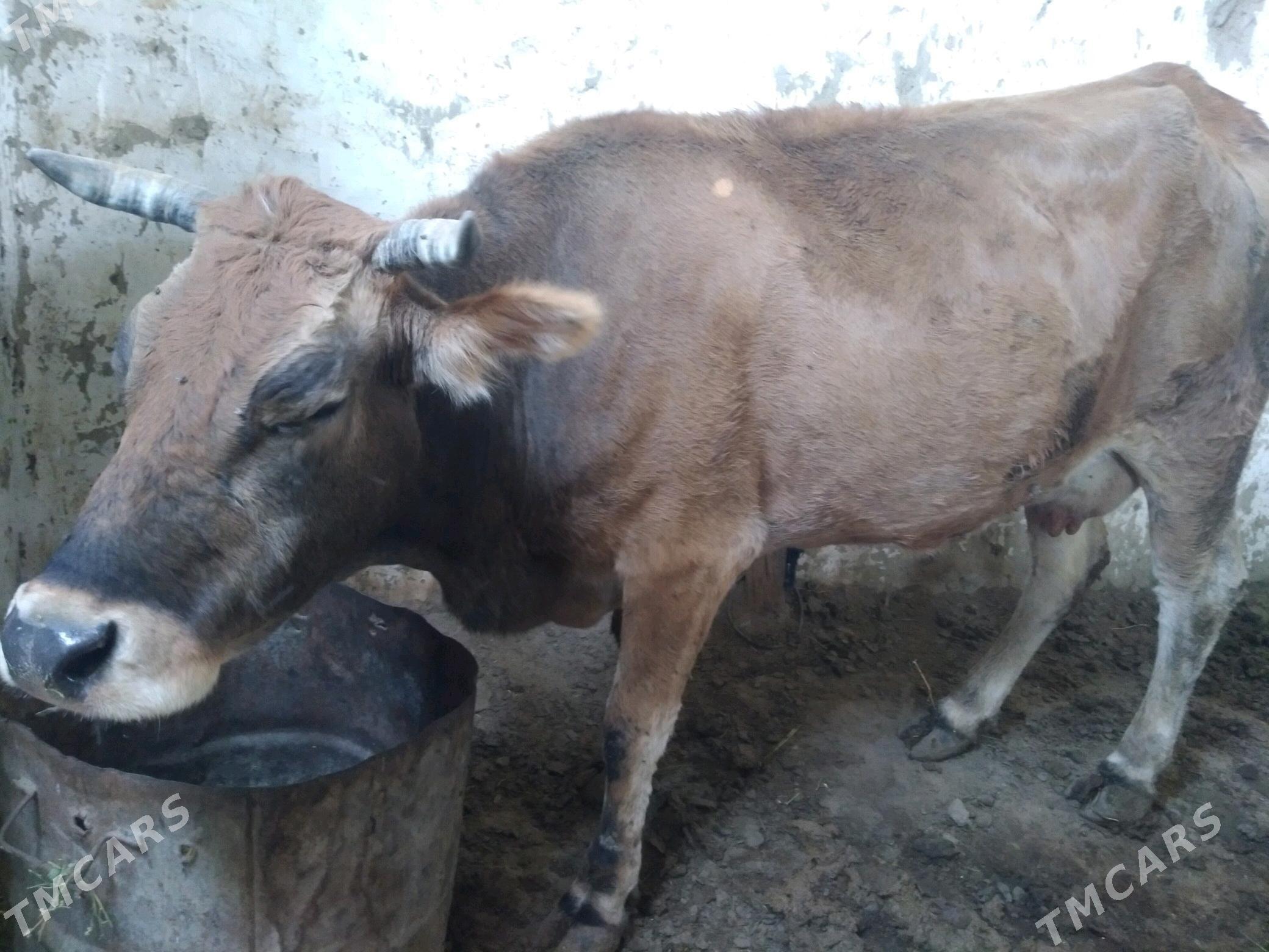 Sygyr - Gyzylarbat - img 2