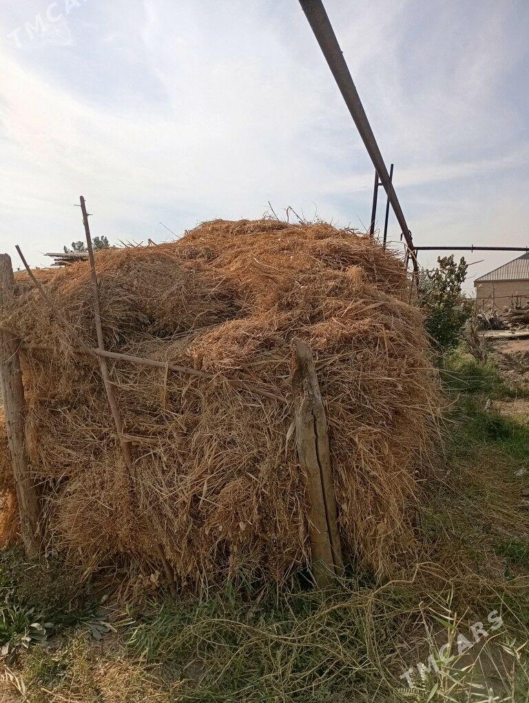 Ot - Мары - img 1