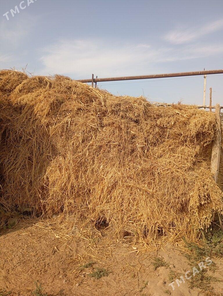 Ot - Мары - img 2