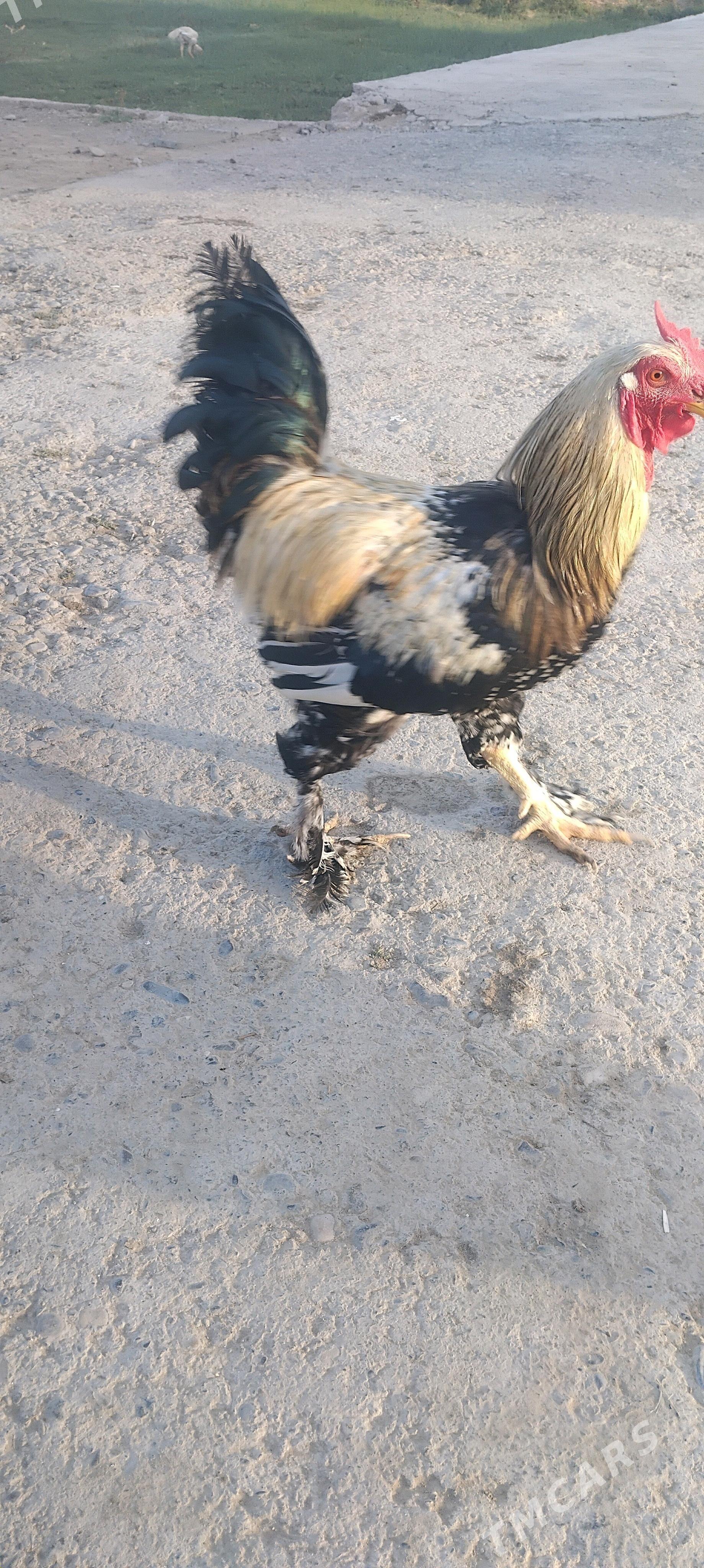 Paroda Horaz - Wekilbazar - img 2