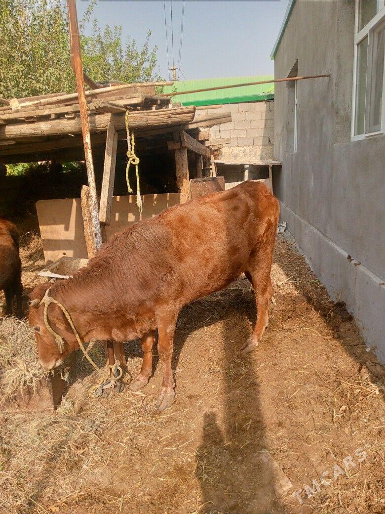 sygyr - Гарадамак - img 2