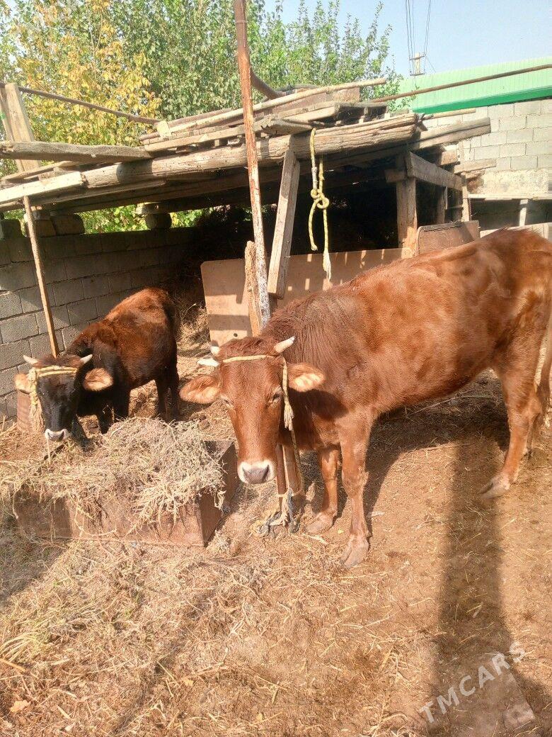 sygyr - Гарадамак - img 3