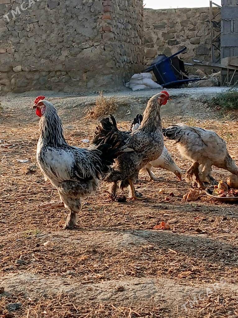 balgar horazlar - Бахарден - img 7