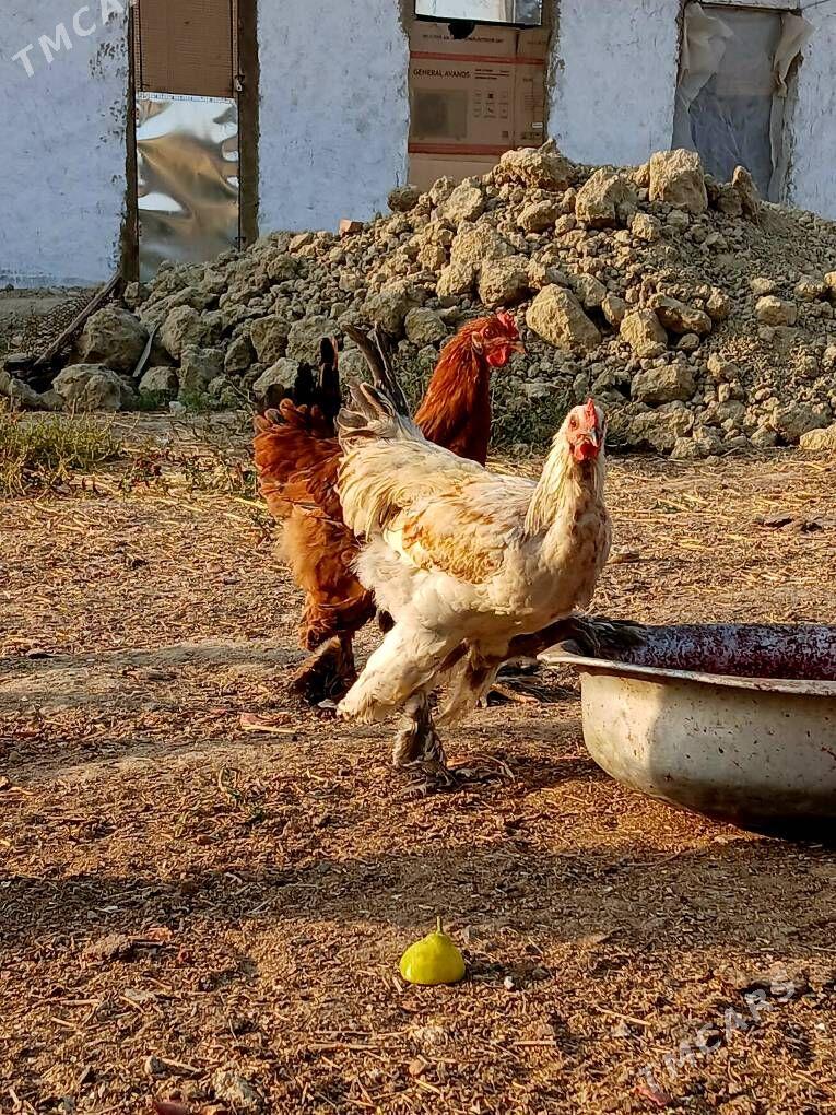 balgar horazlar - Бахарден - img 10